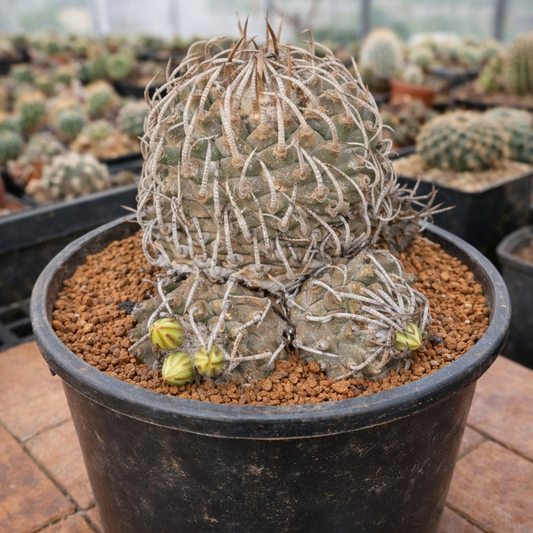 Turbinicarpus klinkerianus (Huizache) ZADEN