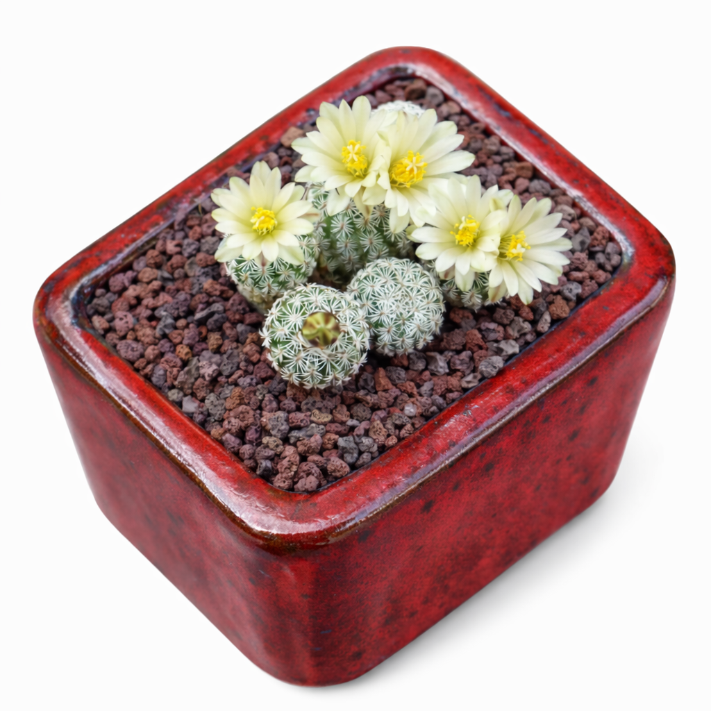 タービニカルプス・クラインツィアヌス 種子