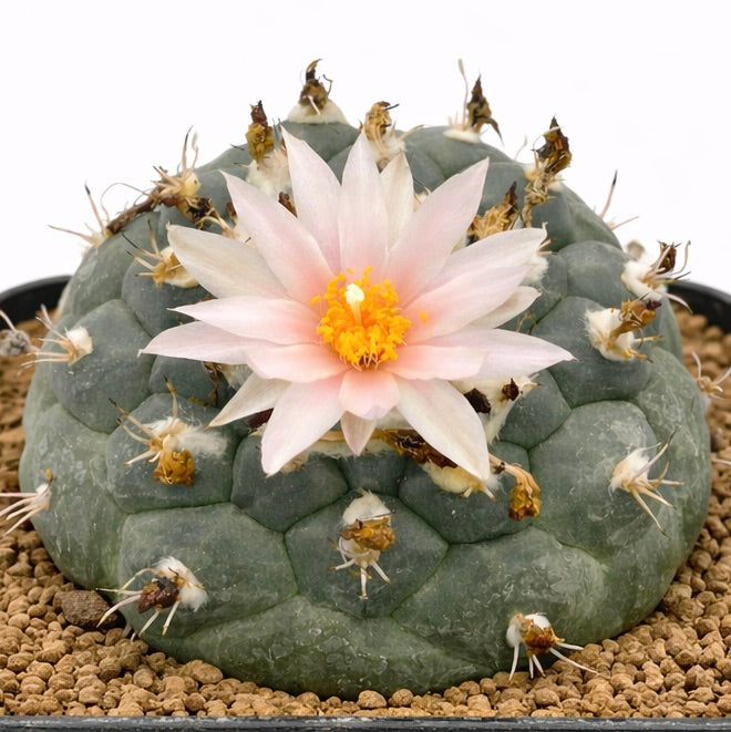 Turbinicarpus lophophorioides ZADEN