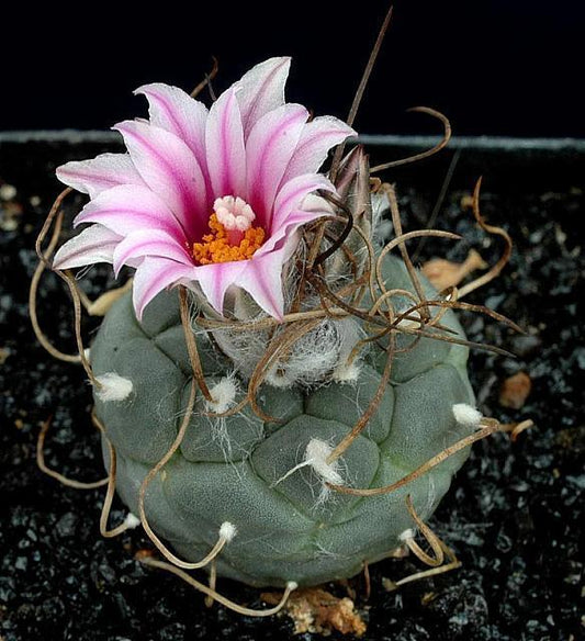 Turbinicarpus schwarzii SEEDS