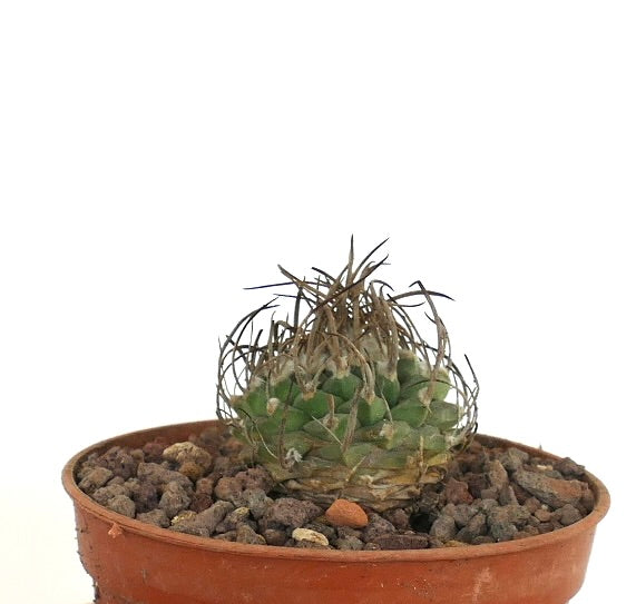 Turbinicarpus schwarzii rare small cactus with dense curved spines and green tubercles