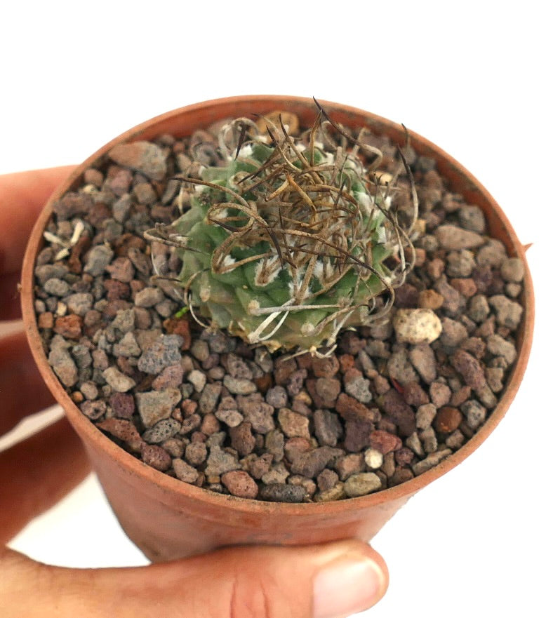 Turbinicarpus schwarzii small green cactus with long curved spines in terracotta pot
