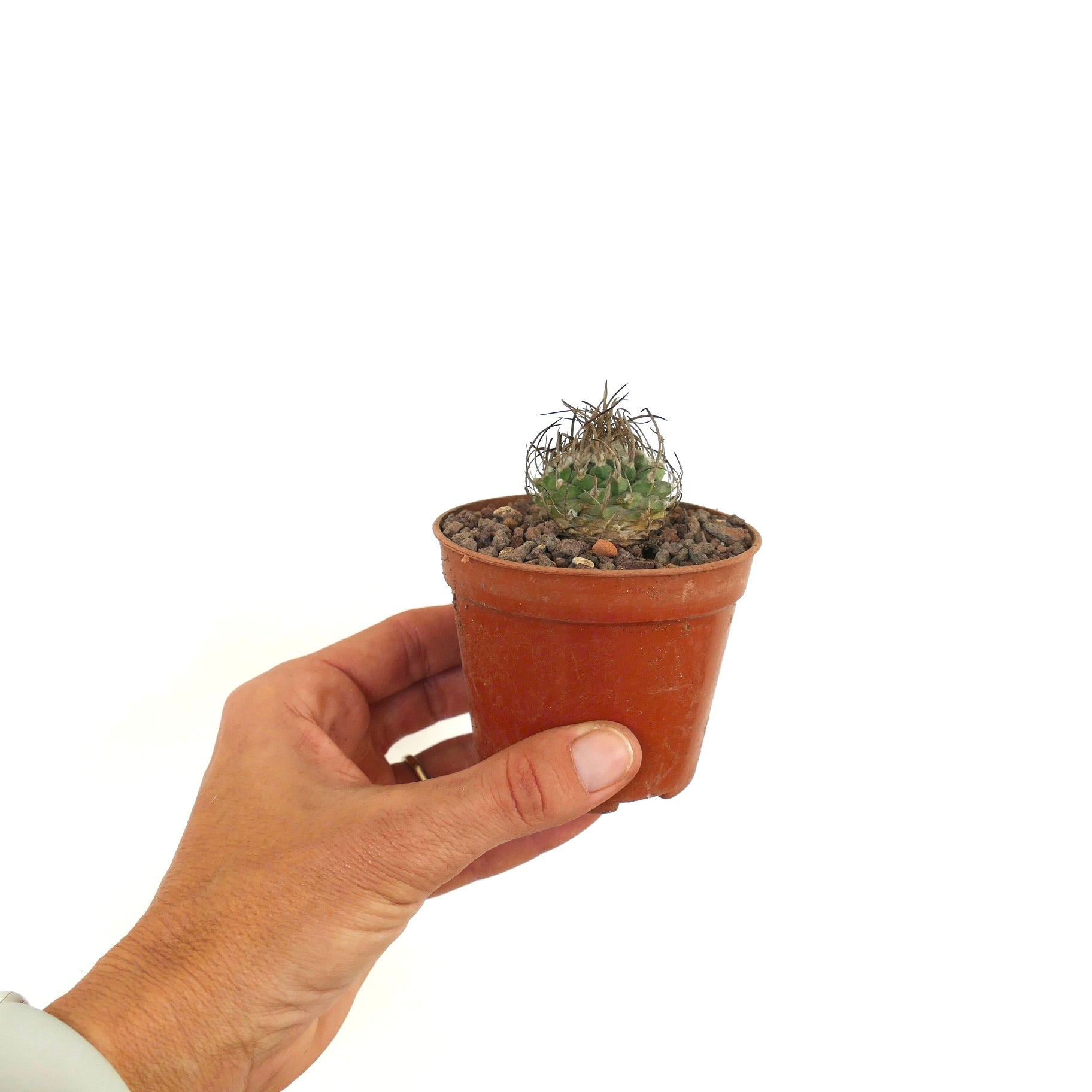 Turbinicarpus schwarzii small round succulent cactus with dense curved spines in pot