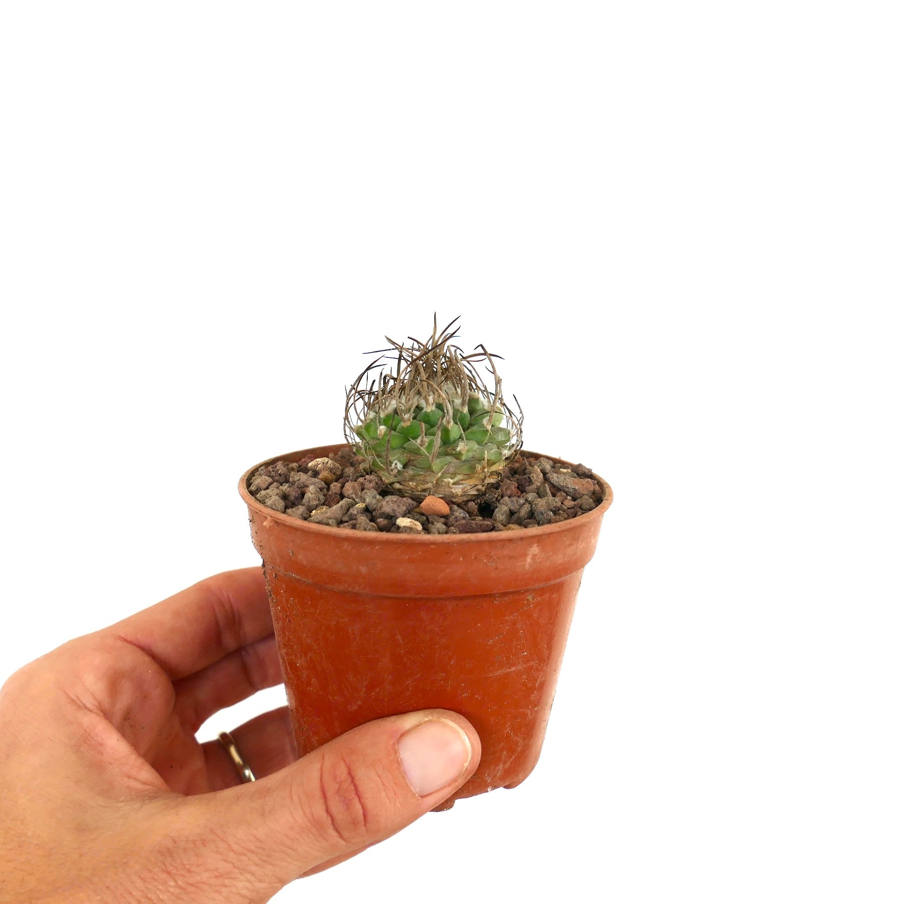 Turbinicarpus schwarzii small rare cactus with spiny brown tips in terracotta pot