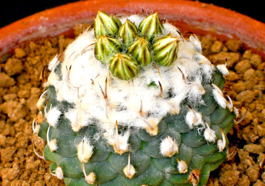 Turbinicarpus schwarzii CLONE_ZG74 SEEDS