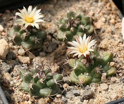 Turbinicarpus swobodae SEEDS