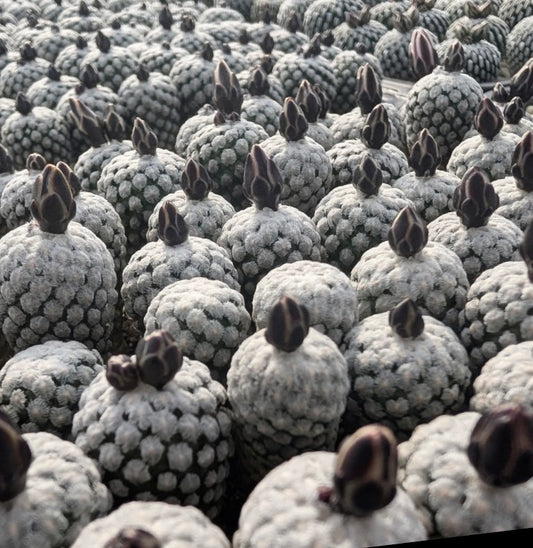 Turbinicarpus valdezianus rare succulent cactus with clustered white tubercles and dark flower buds