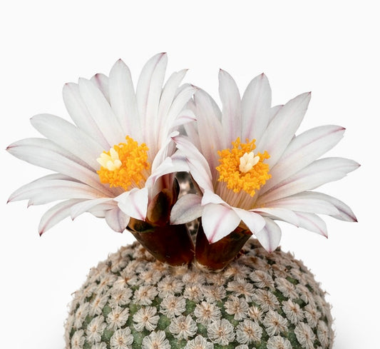 Turbinicarpus valdezianus var. albiflorus SEEDS