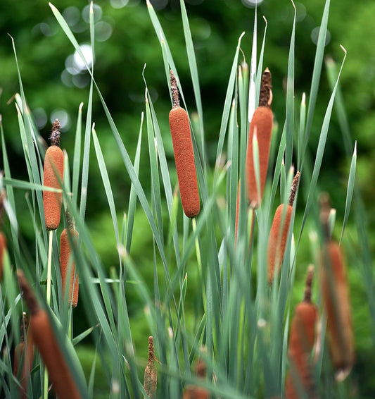 Typha angustifolia alte canne verdi con densi spighe floreali cilindriche marroni in habitat acquatico