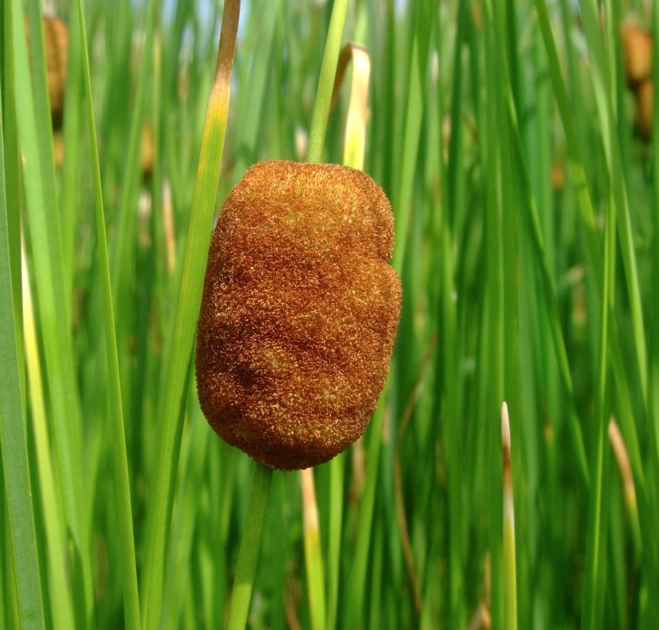 Spiga floreale cilindrica densa marrone di Typha laxmannii con alte foglie verdi d'erba