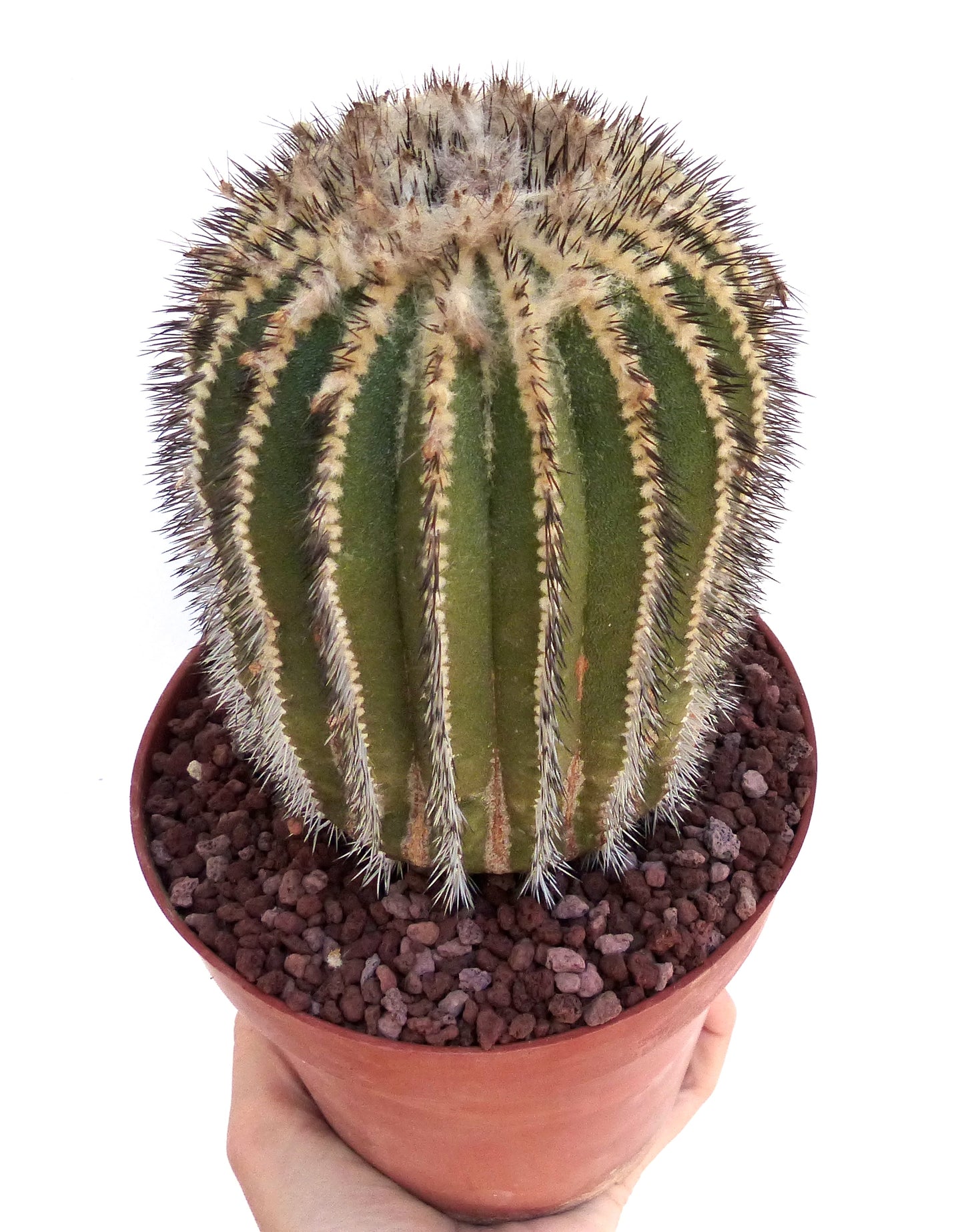 Uebelmannia pectinifera HU106 SEEDS