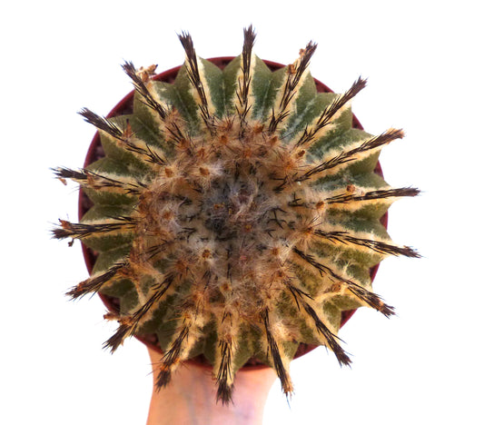 Uebelmannia pectinifera HU106 SEEDS