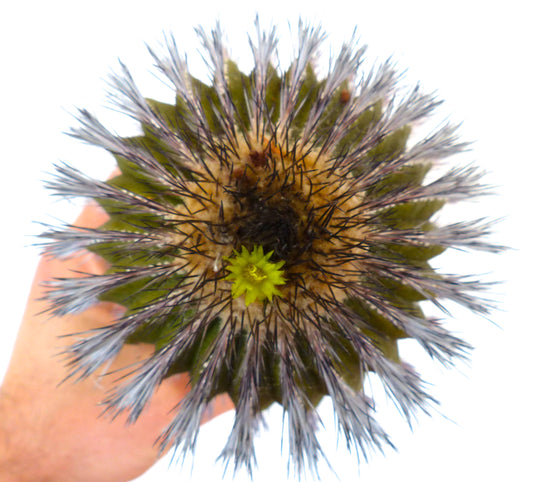Uebelmannia pectinifera var. multicostata HU362 SEEDS