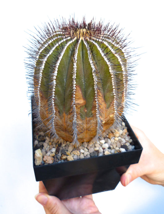 Uebelmannia pseudopectinifera SEEDS