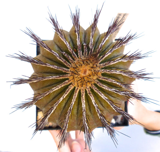 Uebelmannia pseudopectinifera SEEDS