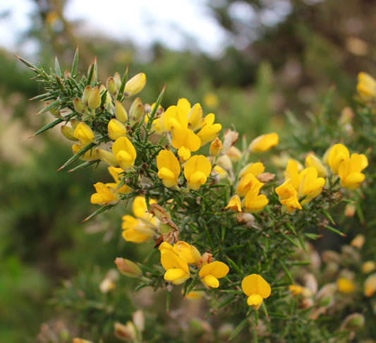 Ulex europaeus