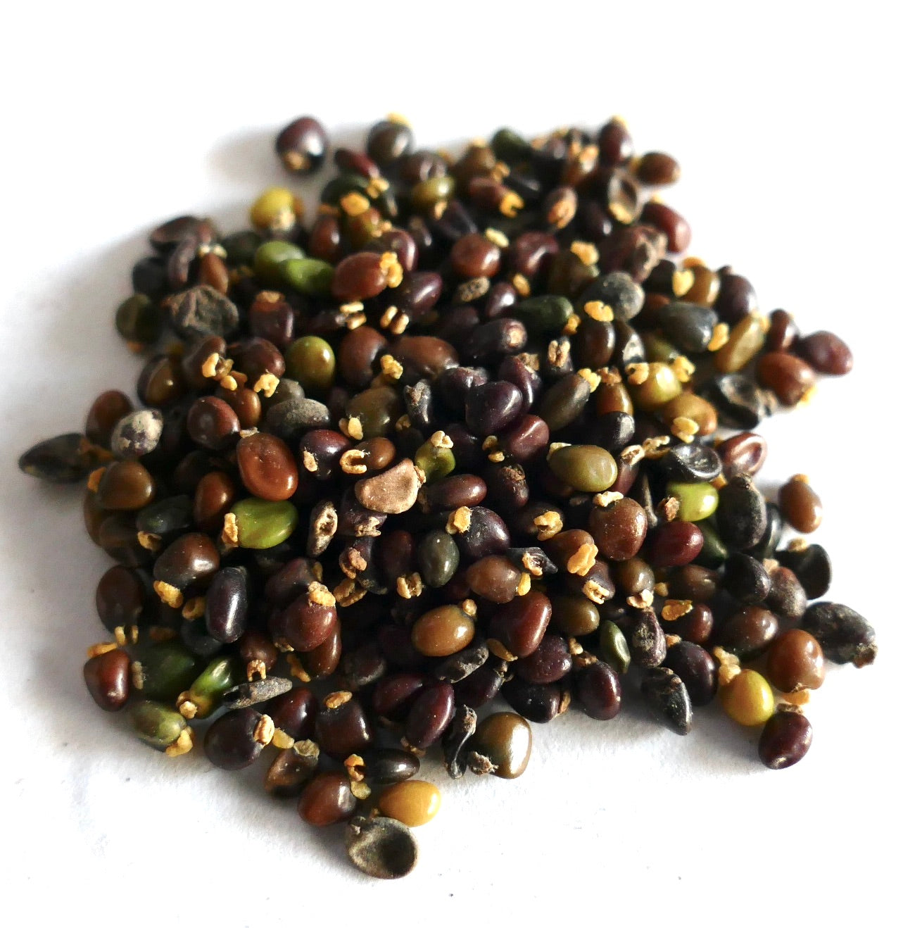 Ulex europaeus small multicolored seeds scattered on white background
