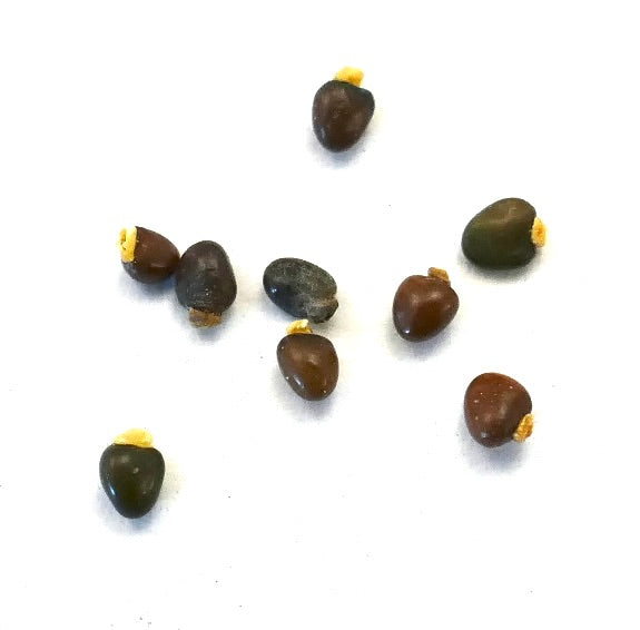 Ulex europaeus SEEDS
