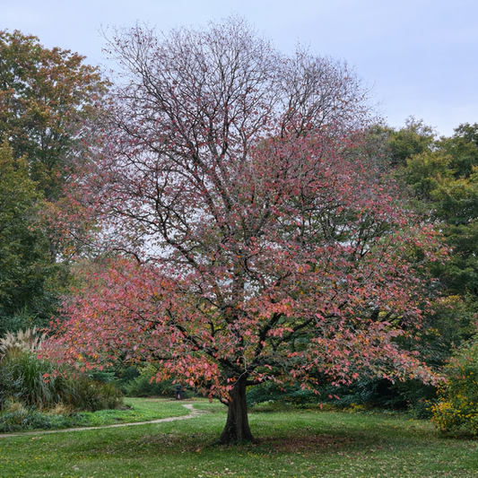 Ulmus laevis albero deciduo con foglie autunnali rosse e arancioni in ambiente parco