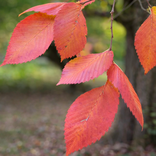 Foglie autunnali di Ulmus laevis con bordi seghettati e colori vivaci rosso-arancioni