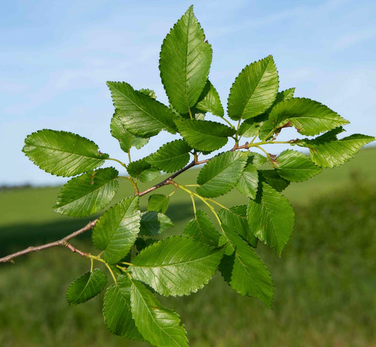 Ulmus minor