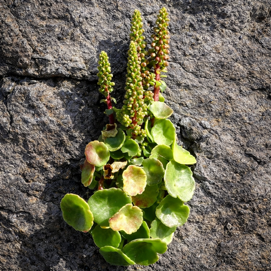 丸い緑色の葉と岩の上に立つ高い花茎を持つウンビリクス・ルペストリス多肉植物
