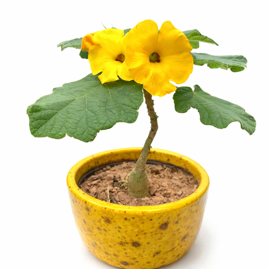 鉢植えの明るい黄色の花と質感のある緑色の葉を持つウンカリナ・ペルタータ多肉植物