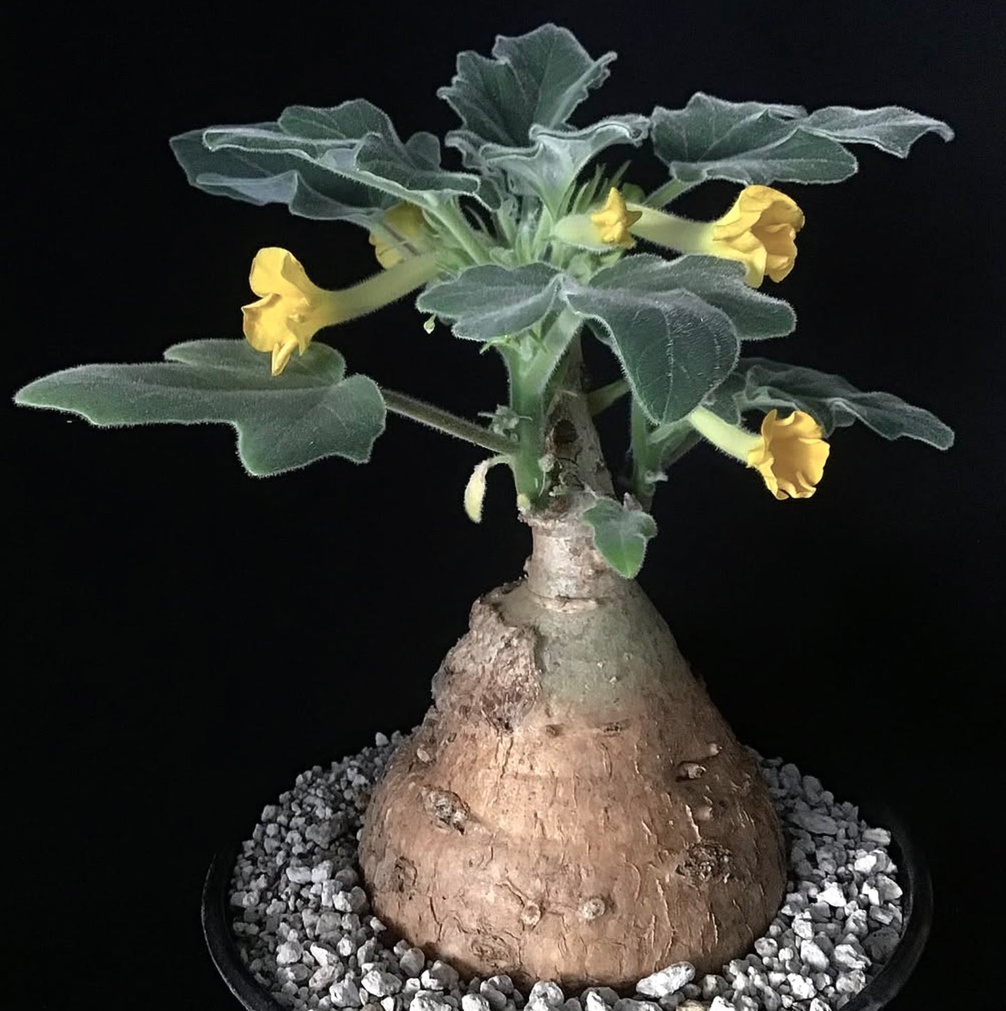 Uncarina roeoesliana vetplant met caudex, donzige bladeren en gele trompetvormige bloemen