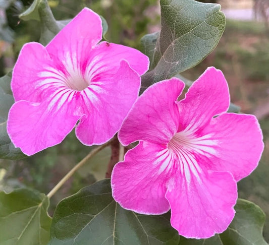 ウンカリナ・ステルリフェラ 明るいピンク色のトランペット型の花と緑色の質感のある葉