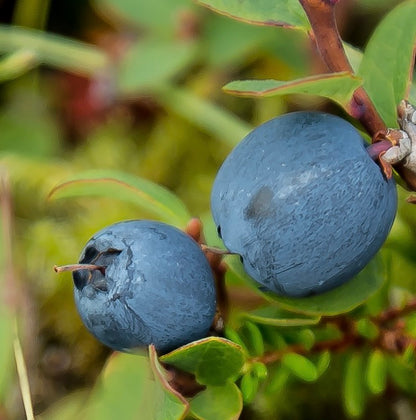 Vaccinium corymbosum 20-50cm