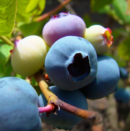 Vaccinium corymbosum 20-50cm