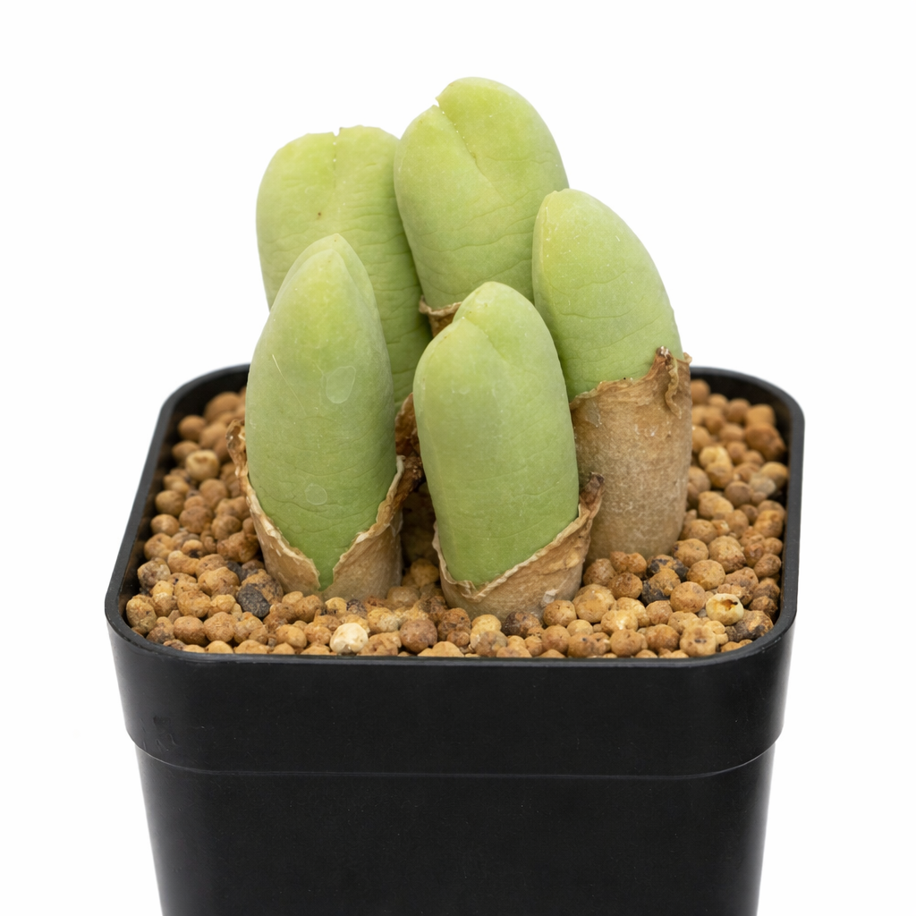 Vanheerdia angusta succulent plant with smooth green cylindrical leaves in black pot