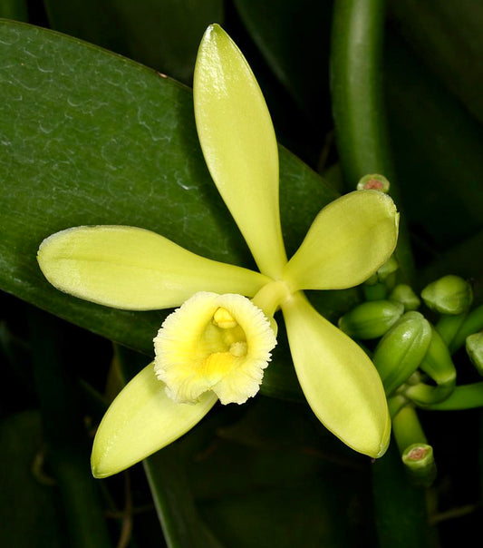 Vanilla planifolia 5-20cm ORCHID