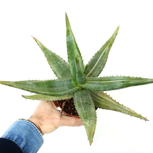 Very Big Aloe ferox var. marlothii STRIATA