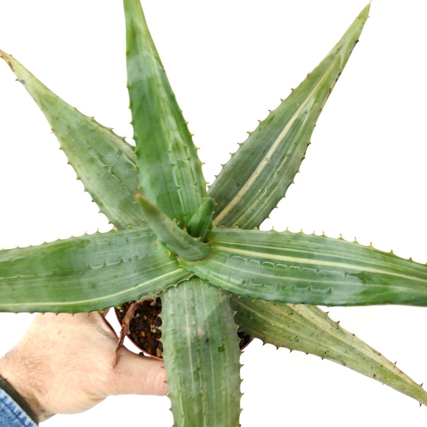 Very Big Aloe ferox var. marlothii STRIATA