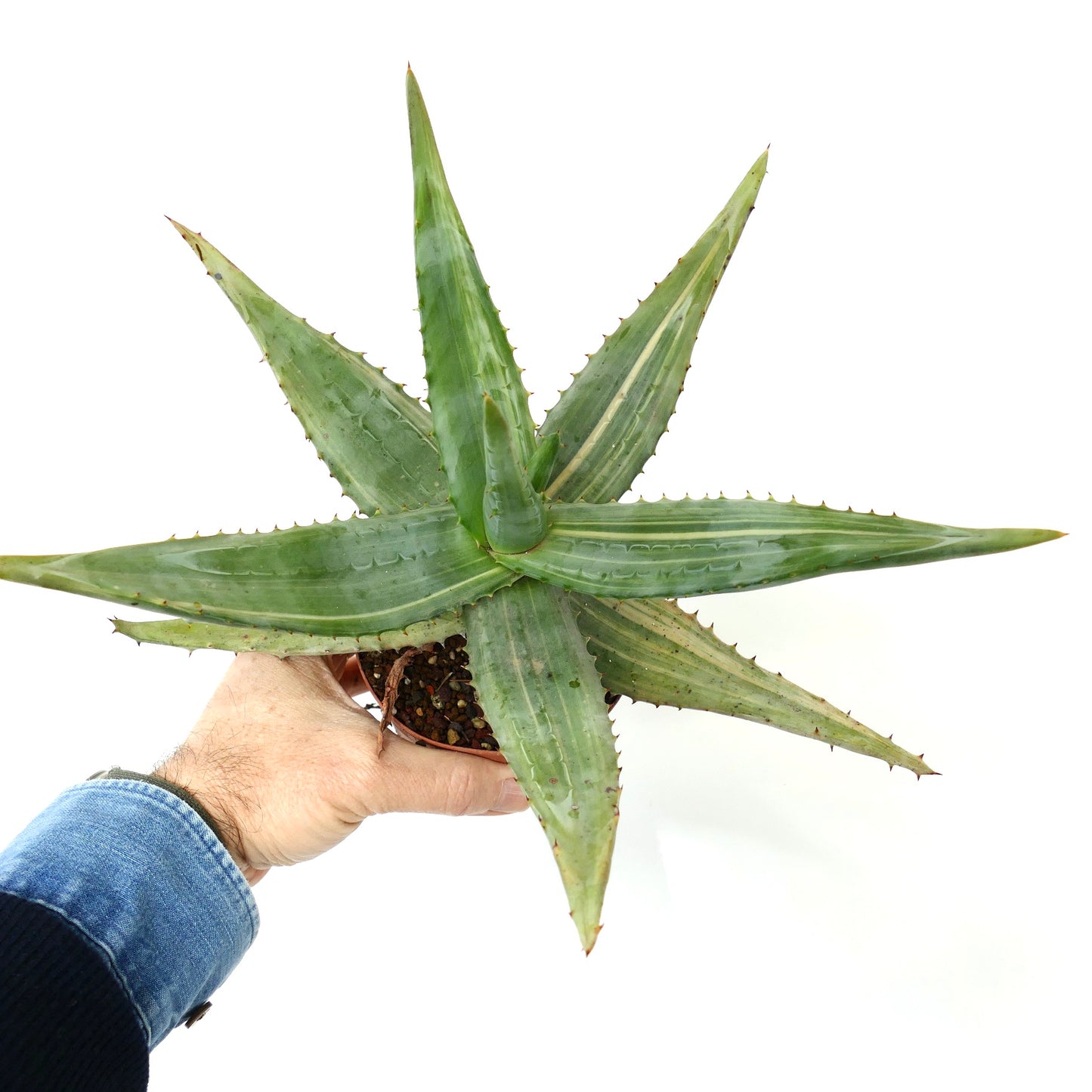 Very Big Aloe ferox var. marlothii STRIATA