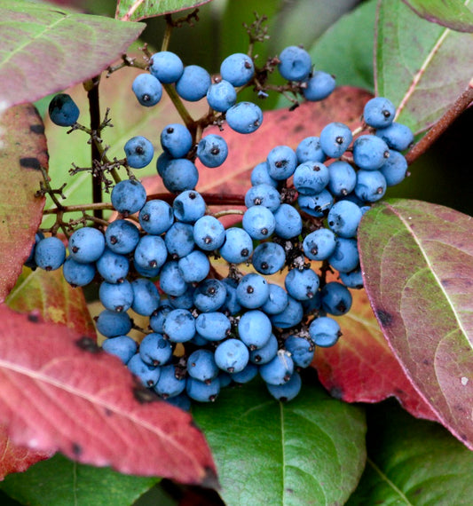 Rama de Viburnum nudum con racimos de bayas azules y follaje otoñal rojo-verde