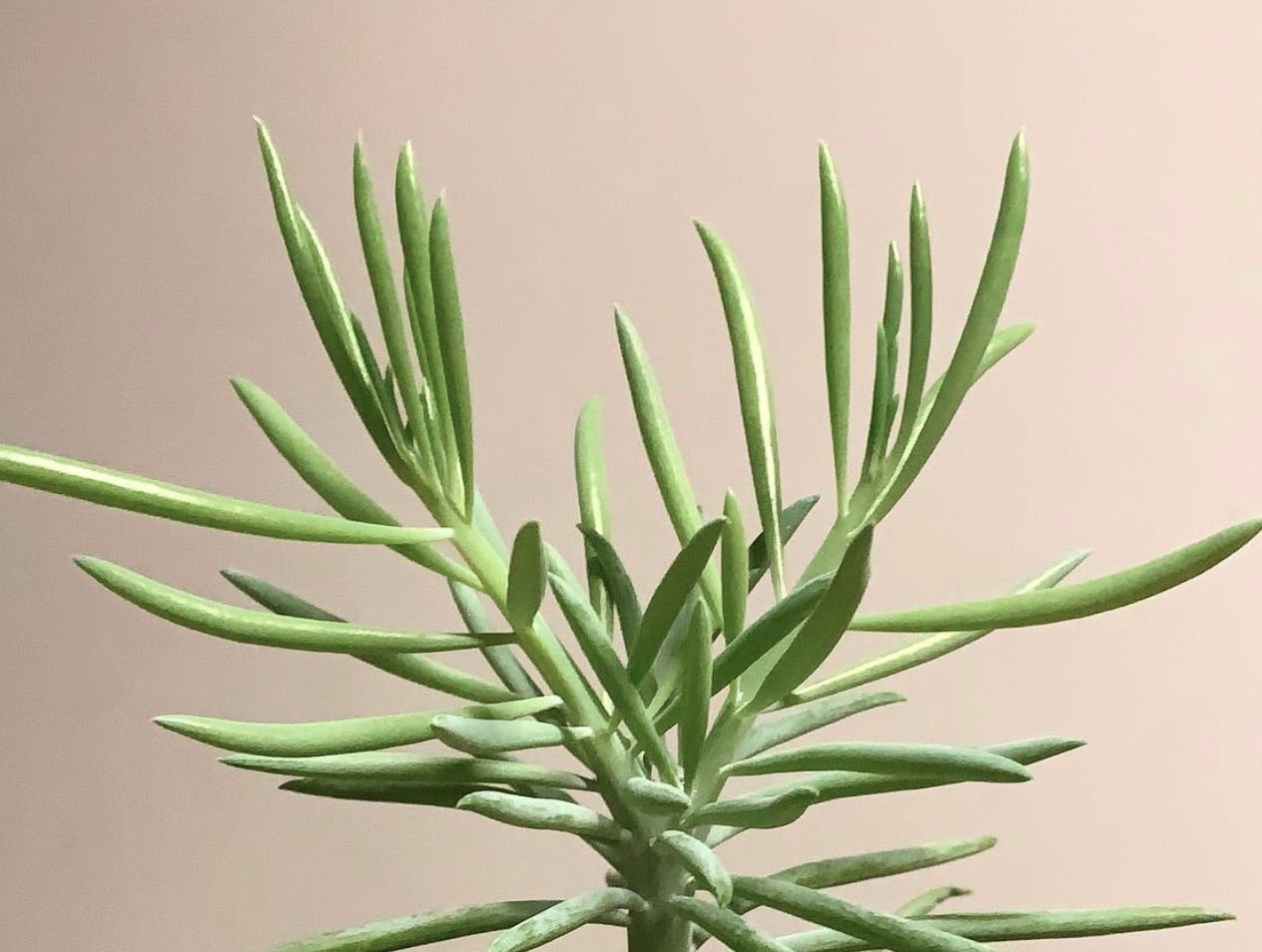 Plante succulente Villadia misera avec des feuilles vertes allongées et fines et une croissance verticale