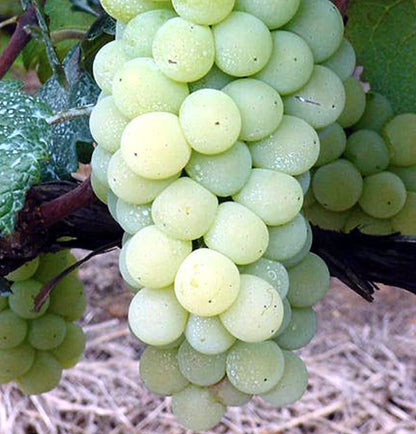 Vitis labrusca cv NIAGARA white ripe translucent grape cluster with water droplets