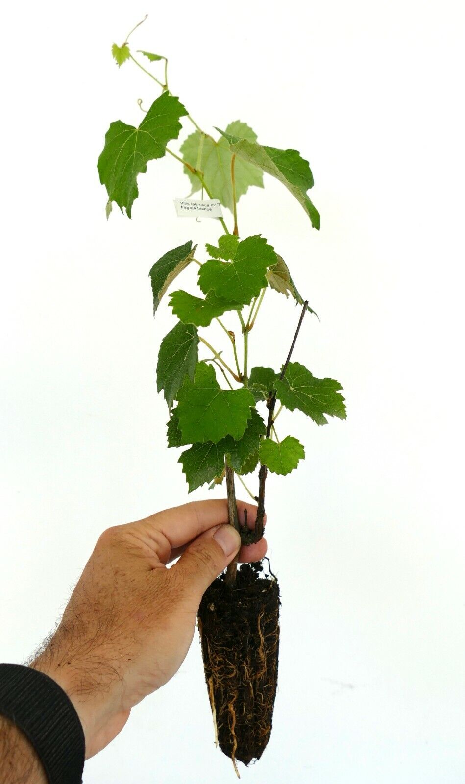 Vitis labrusca cv NIAGARA white 20-30cm