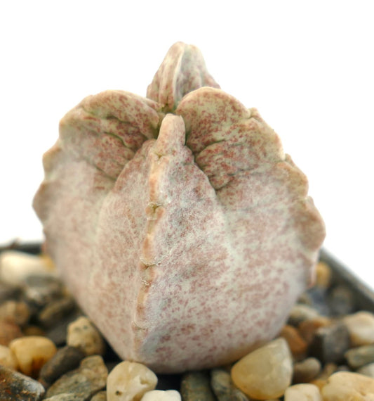 Whitesloanea crassa succulent with thick, speckled, fleshy leaves and unique textured surface