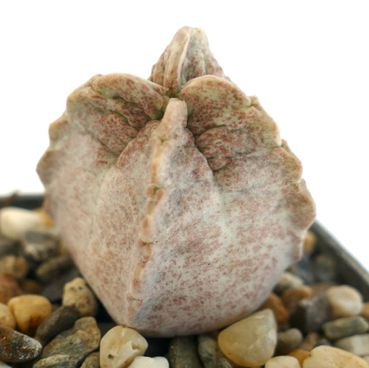 Whitesloanea crassa succulent cactus with pale pink speckled thick leaves on pebbles