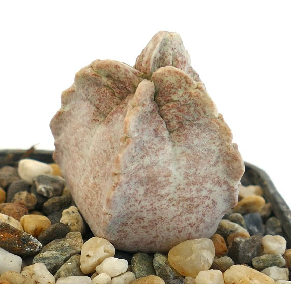 Whitesloanea crassa succulent with thick, textured, pale pinkish-gray fleshy leaves growing among pebbles