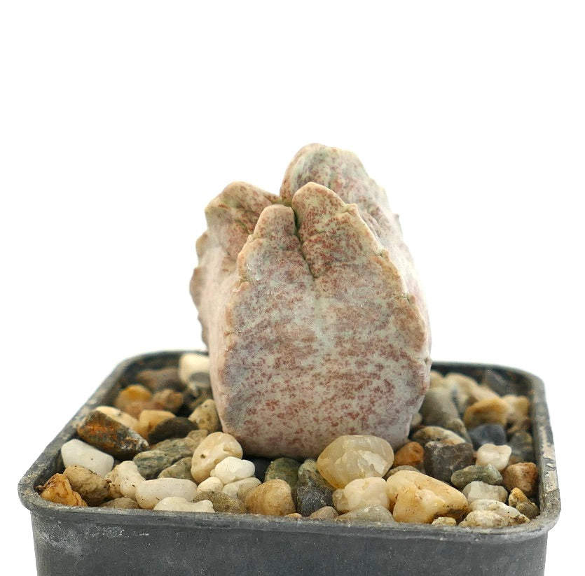 Whitesloanea crassa succulent cactus with thick, textured, pale pinkish-gray leaves in pot