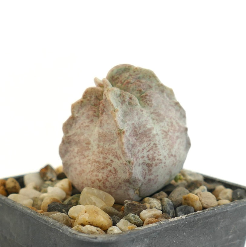 Whitesloanea crassa rare succulent with thick, rounded, speckled gray-green leaves in pot
