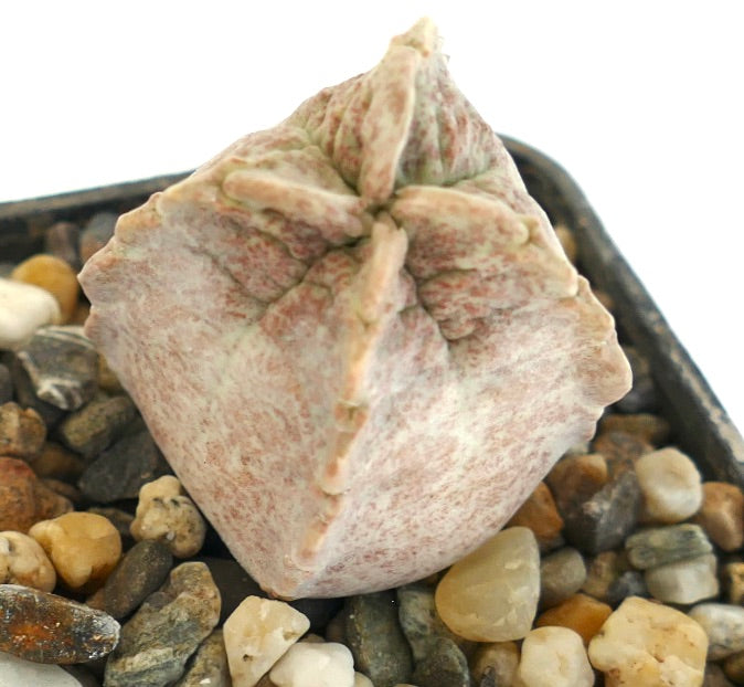 Whitesloanea crassa rare succulent cactus with pale pink textured ribs and compact form