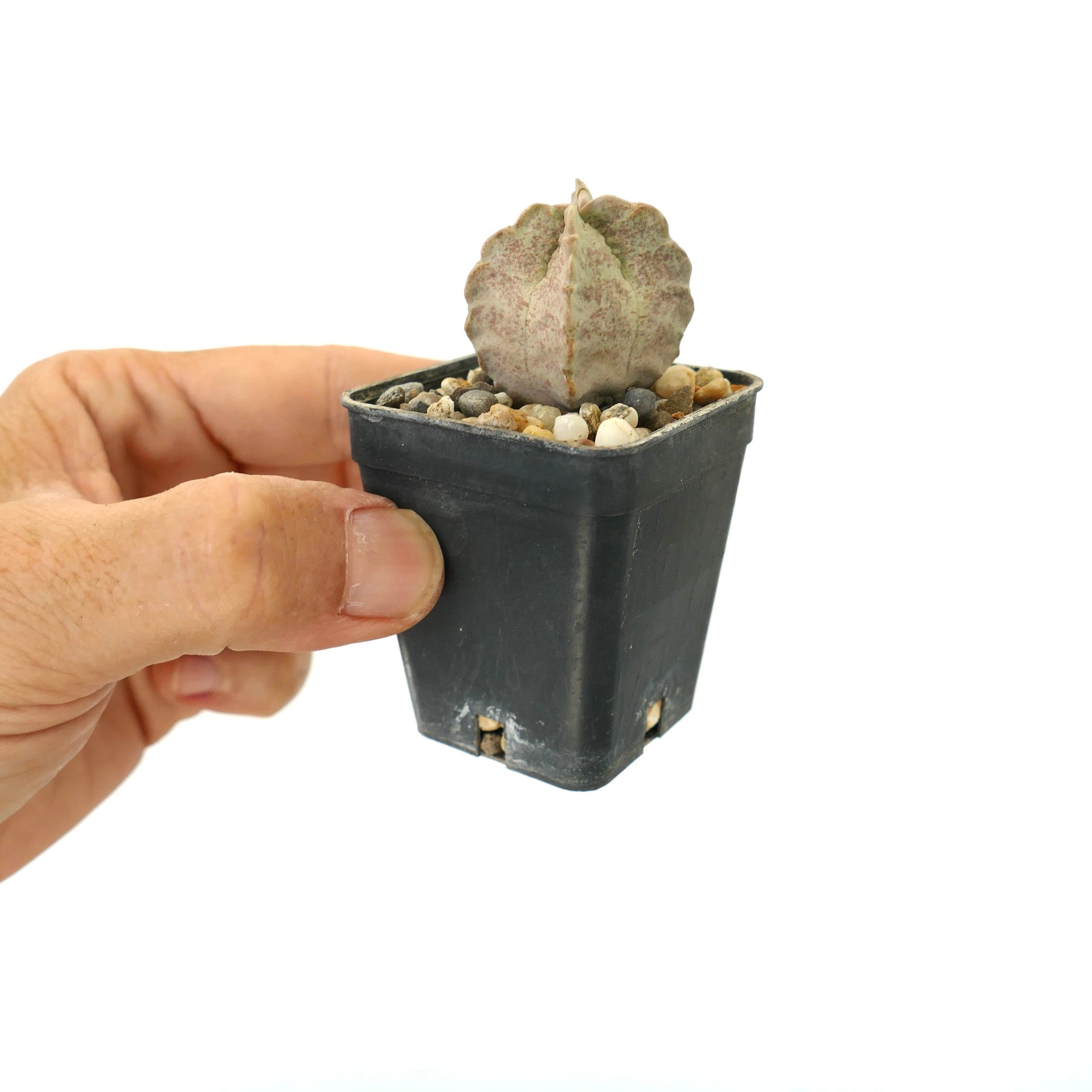Whitesloanea crassa small succulent seedling with thick, rounded leaves in black pot