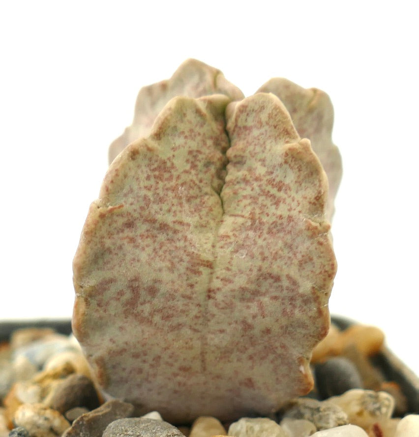 Whitesloanea crassa succulent seedling with thick, speckled pale green leaves and rounded edges