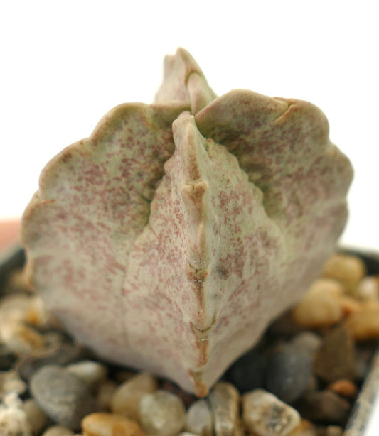 Whitesloanea crassa succulent seedling with thick, speckled pale green leaves and textured surface