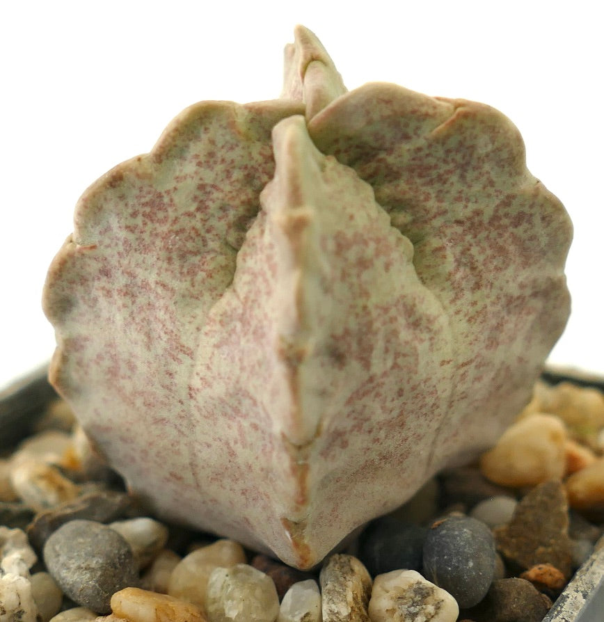 Whitesloanea crassa succulent with thick, speckled pale green leaves and rounded edges